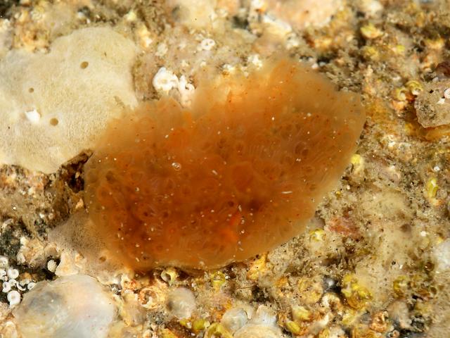 Aplidium punctum Sea Squirt Tunicate Images