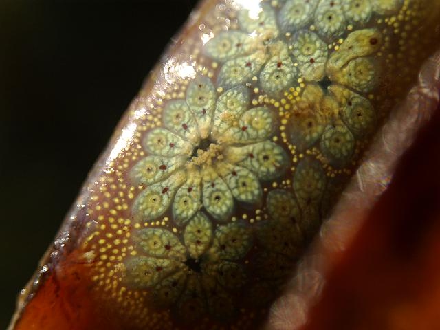 Botryllus schlosseri Star Ascidian Sea Squirt Tunicate Images