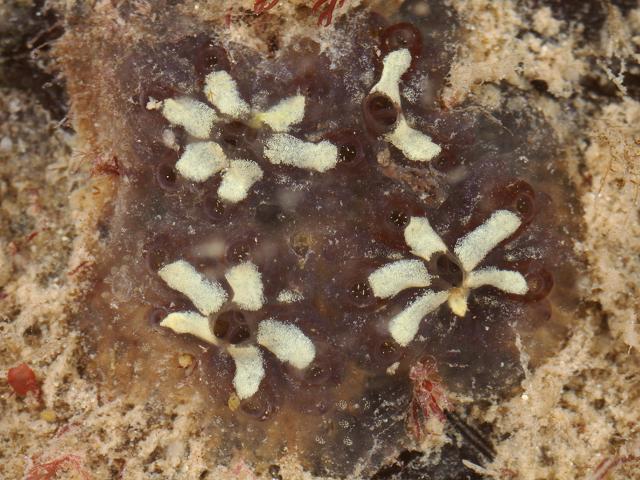 Botryllus schlosseri Brown cream morphs Star Ascidian Sea Squirt Tunicate Images