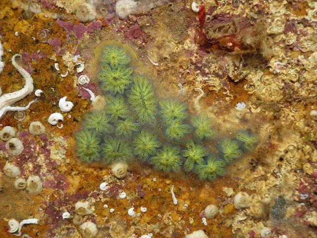 Botryllus schlosseri green blue morph Star Ascidian Sea Squirt Tunicate Images