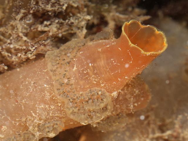 Ciona intestinalis Yellow ringed sea squirt or Sea vase Tunicate Images