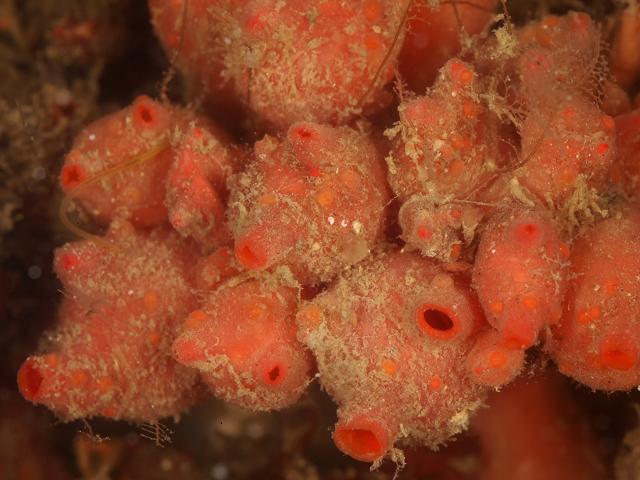Dendrodoa grossularia Baked Bean currant squirter Sea Squirt Tunicate Images