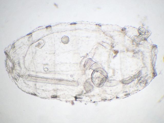 Doliolum species pelagic tunicate sea squirt Images