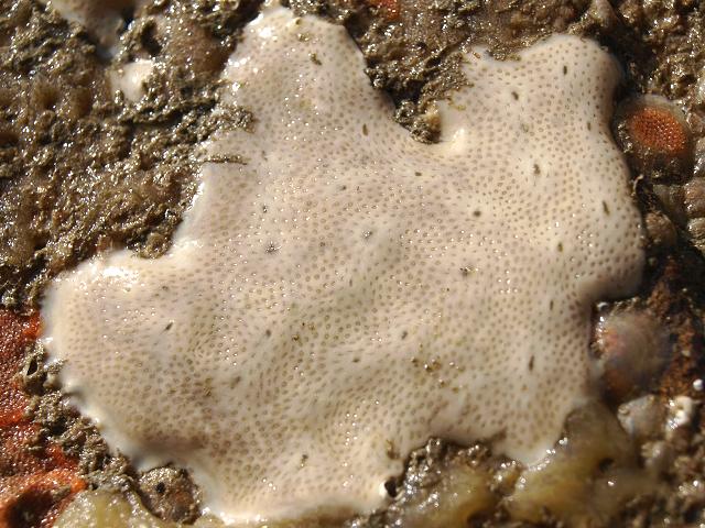 Lissoclinum perforatum White Perforated Sea Squirt Tunicate Images