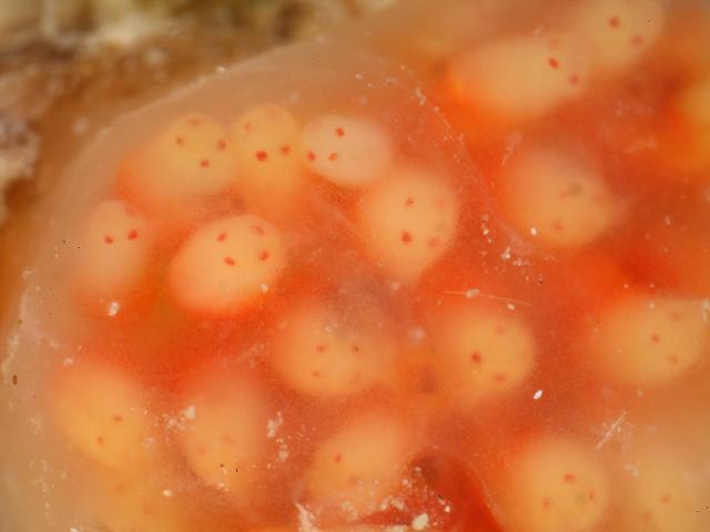 Morchellium argus A Sea Squirt Sea Squirt Tunicate Images
