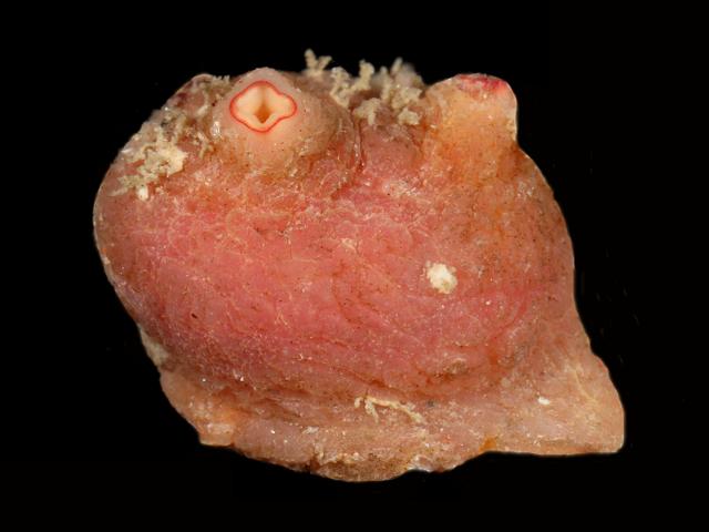 Polycarpa scuba Sea squirt Tunicate Images
