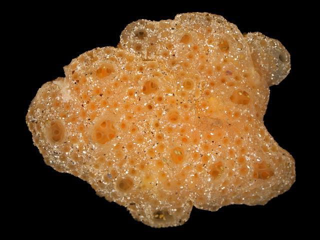 Polyclinum aurantium sea squirt Tunicate Images