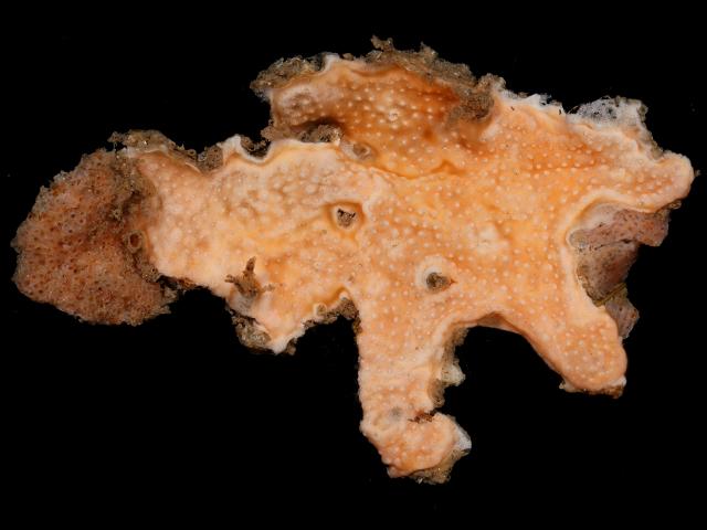Polysyncraton bilobatum didemnidae didemnid sea squirt Tunicate Images