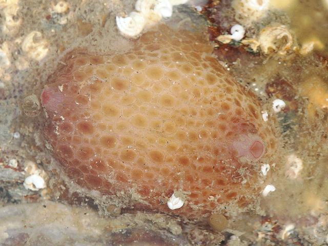 Pyura tessellata Sea Squirt Tunicate Images