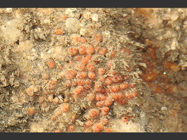 Stolonica socialis Orange Sea Grapes Squirt Tunicate Images