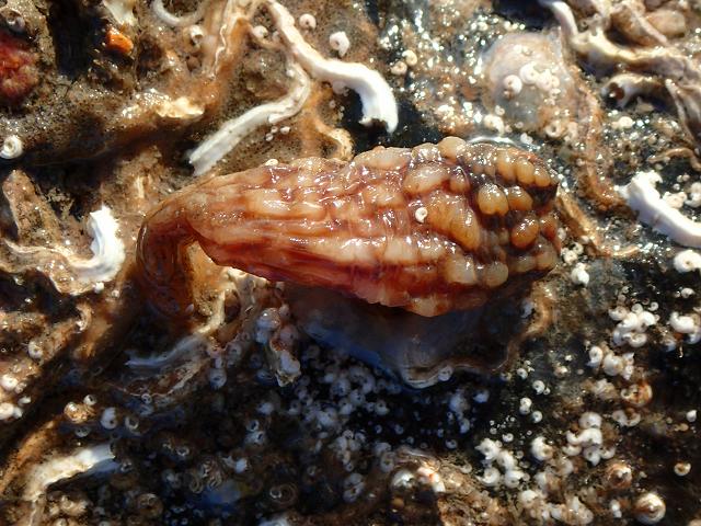 Styela clava Leathery Sea Squirt Sea Squirt Tunicate Images