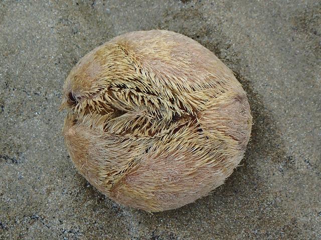 Echinocardium cordatum Sea Potato Sea Urchin Images