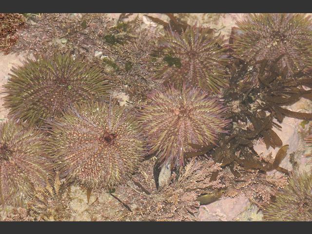 Psammechinus miliaris - Green sea urchin or Purple-tipped urchin (Sea ...