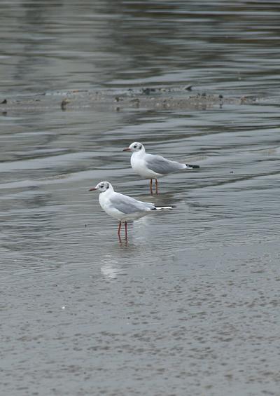 Seabird and Coastal Bird Images UK