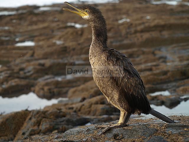 Phalacrocorax carbo Cormorant Seabird and Coastal Bird Images