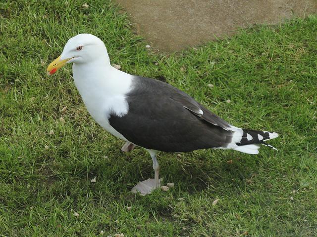 Greater Black Backed Gull Larus marinus seabird images