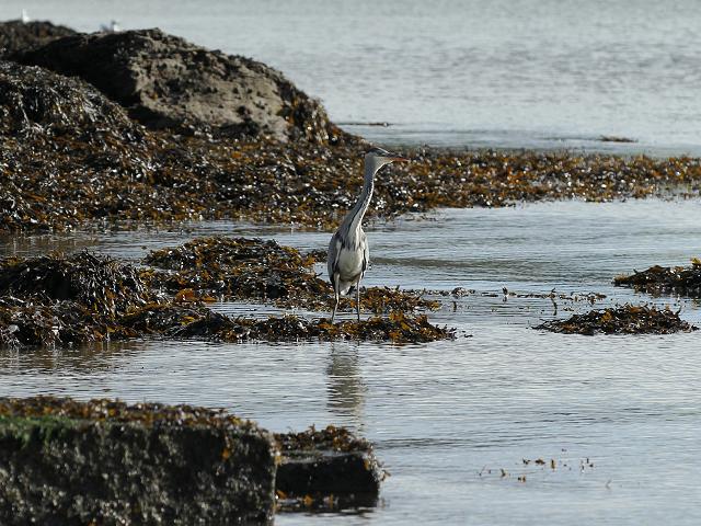 Grey Heron Ardea cinerea Seabird and Coastal Bird Images
