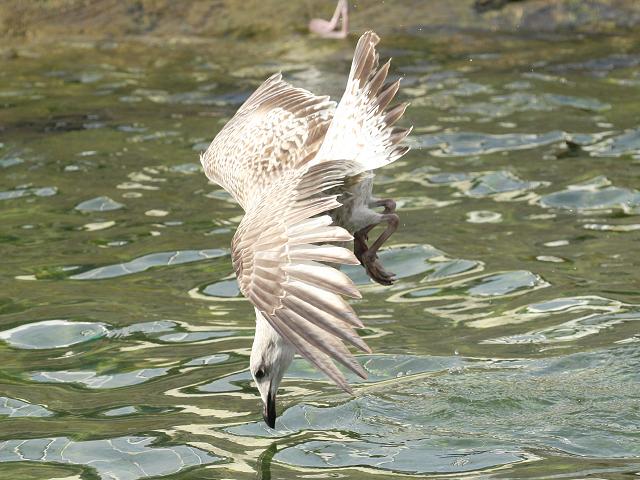 Larus argentatus Common Herring Gull Diving Seabird and Coastal Bird Images