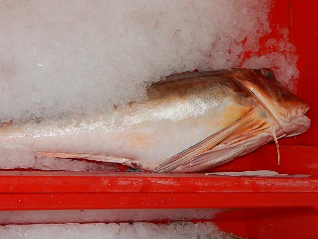 Chelidonichthys lucerna Tub gurnard Seafish Images