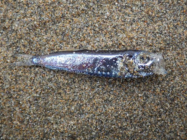 Maurolicus muelleri Pearlsides or Sheppey Argentine Seafish Images