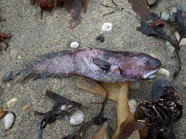 Raniceps raninus Tadpole fish Lesser forkbeard Seafish Images