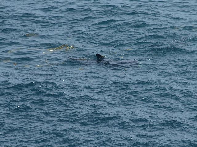 APHOTOMARINE - A photographic guide to aid the recognition and identification of Cetorhinus maximus Basking Shark A Shark Seafish Images