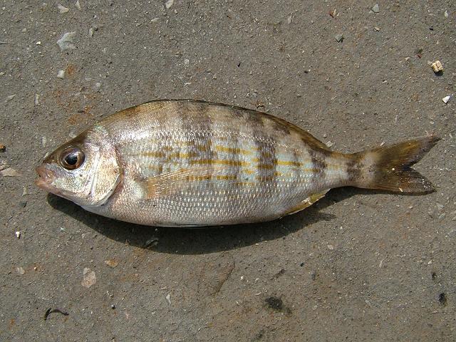 Spondyliosoma cantharus Black Sea Bream Seafish Images