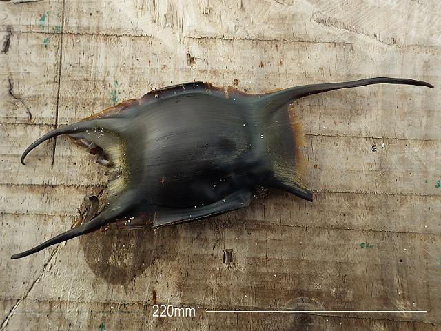 Raja brachyura Blonde Ray Mermaids Purse Seafish Images