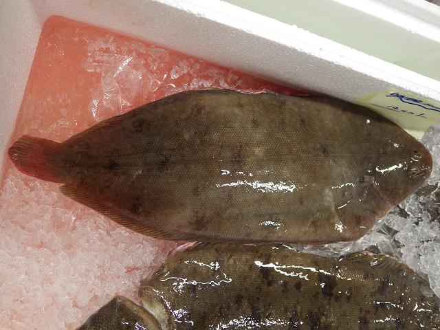 Solea solea Dover or Common Sole A Flatfish Seafish Images