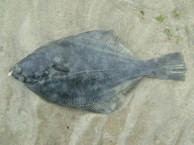 Platichthys flesus Flounder Seafish Images