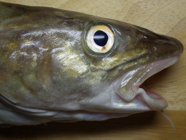 Gadus morhua Cod Codling Seafish Images