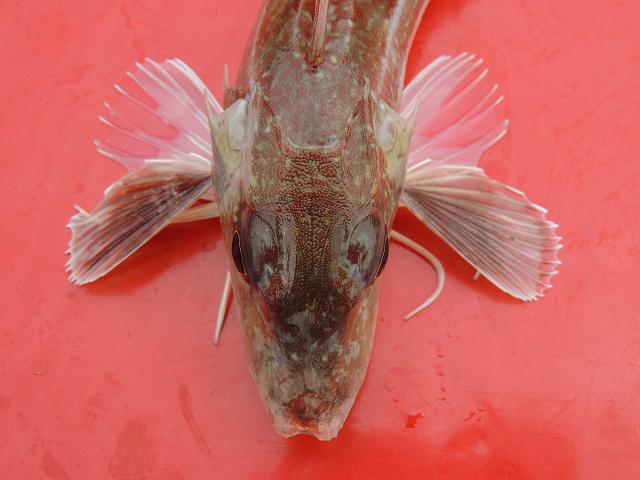 Eutrigla gurnardus Grey gurnard Seafish Images