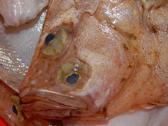 Lepidorhombus whiffiagonis Megrim Seafish Images