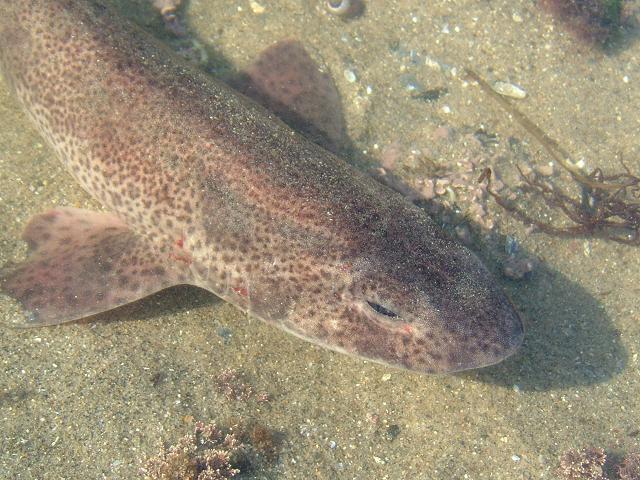 Scyliorhinus canicula Lesser Spotted Dogfish Small Spotted Catshark Seafish Images