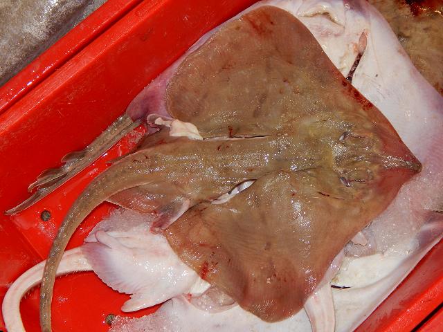 Leucoraja fullonica Shagreen Ray Skate Seafish Images