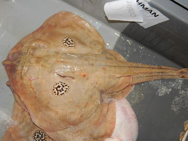 Leucoraja naevus Cuckoo Ray Skate Seafish Images