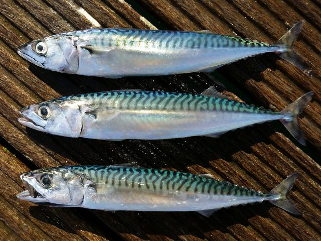 Scomber scombrus Atlantic Mackerel Seafish Images