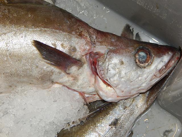 Pollachius virens Coalfish Coley Saithe Fish Seafish Images