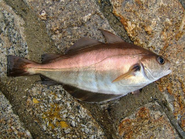Trisopterus luscus Bib Pout Pouting or Pout whiting Seafish Images