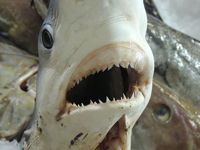 Prionace glauca Blue Shark Seafish Images