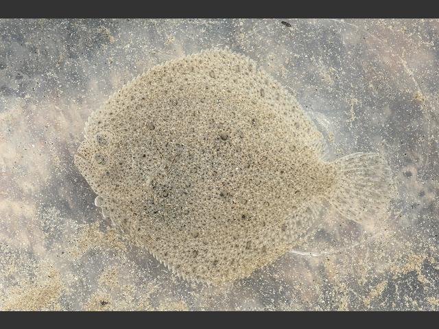 Scophthalmus Psetta maxima Turbot Seafish Images