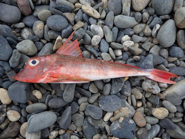 Chelidonichthys Aspitrigla cuculus Red Gurnard Seafish Images