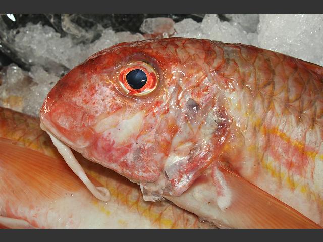 Mullus surmuletus Red Mullet Seafish Images