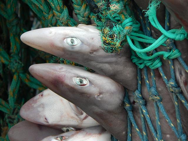 Squalus acanthias Spurdog Spiny dogfish Seafish Images