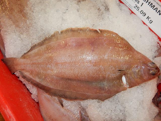 Glyptocephalus cynoglossus Witch Flounder Witches Fish Seafish Images