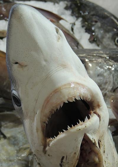 Seafish Boney Fish Shark Skate and Ray Images UK Actinopterygii and Elasmobranchii