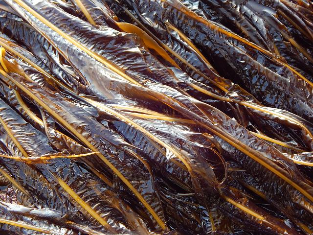 Alaria esculenta Dabberlocks Badderlocks Murlins Brown Seaweed Images