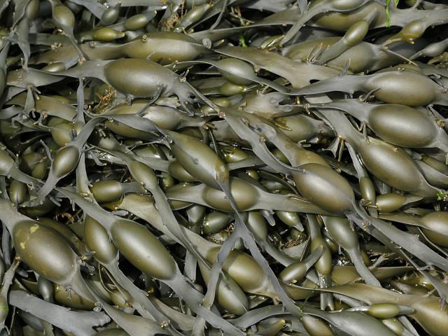 Ascophyllum nodosum Knotted Egg Wrack Polysiphonia lanosa Many Tubed Gable Weed Brown Seaweed Images
