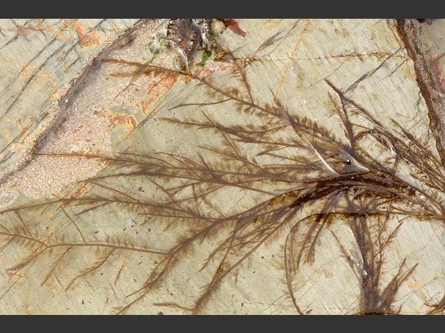 Desmarestia aculeata Desmarests Prickly Weed or Landladies Wig Brown Seaweed Images