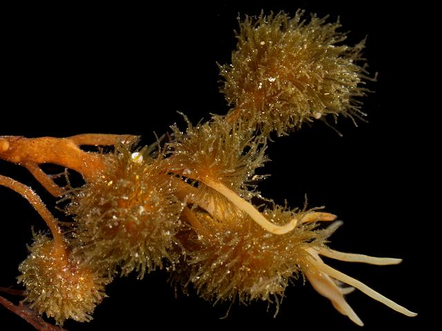 Elachista flaccida epiphyte epiphytic Cytoseira baccata Brown Seaweed Images